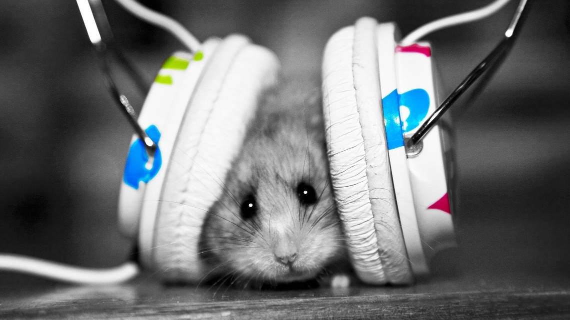 rodent with headphones on ears